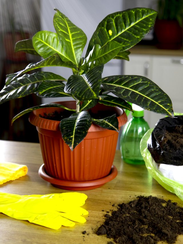 Unveiling the Secrets of Indoor Plant Care