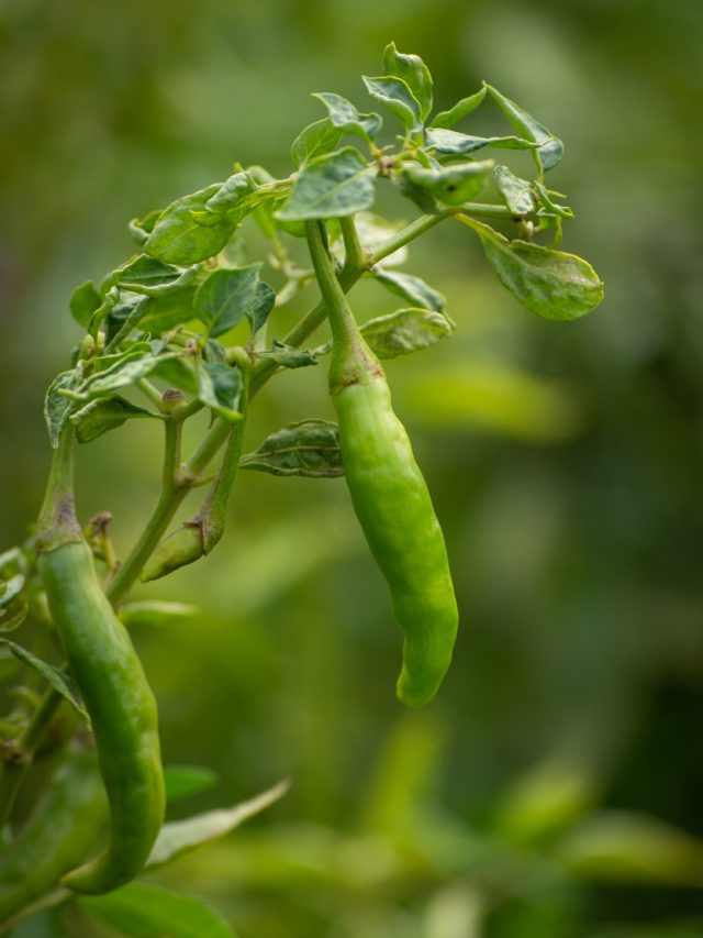 Whiteflies in Chilli: Early Signs and Control Tips